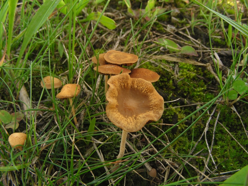 a margine strada (Cfr. Agrocybe arvalis)
